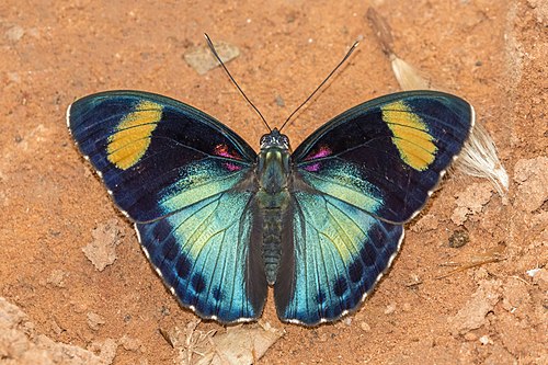 Euphaedra themis