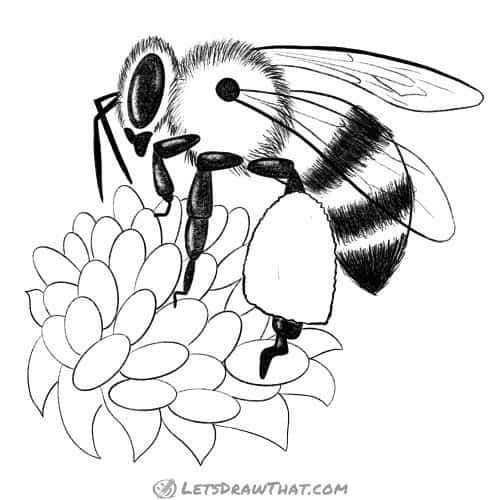 How to draw a bee: finished outline drawing