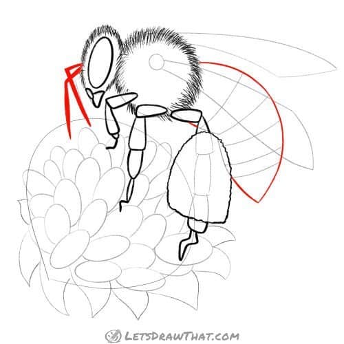 Drawing step: Draw the antennae and the body
