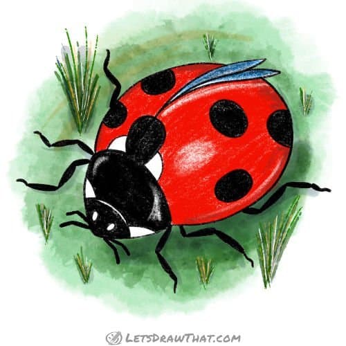 How to draw a ladybug: finished drawing coloured-in