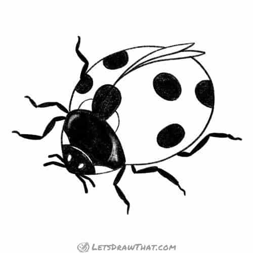How to draw a ladybug: finished outline drawing