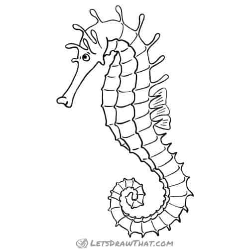 How to draw a seahorse: finished outline drawing