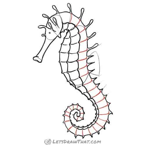 Drawing step: Draw the horizontal ridges on the body