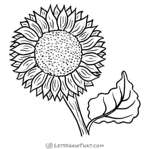How to draw a sunflower: finished outline drawing