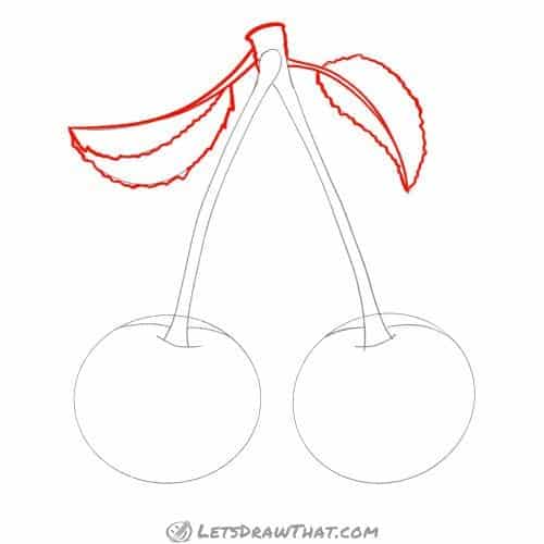 Drawing step: Outline the cherry leaves