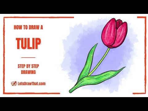 How to Draw a Tulip – Simple Step-by-Step Drawing