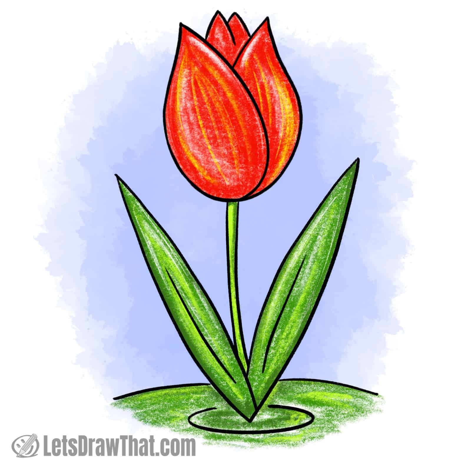 Simple tulip drawing - colored-in