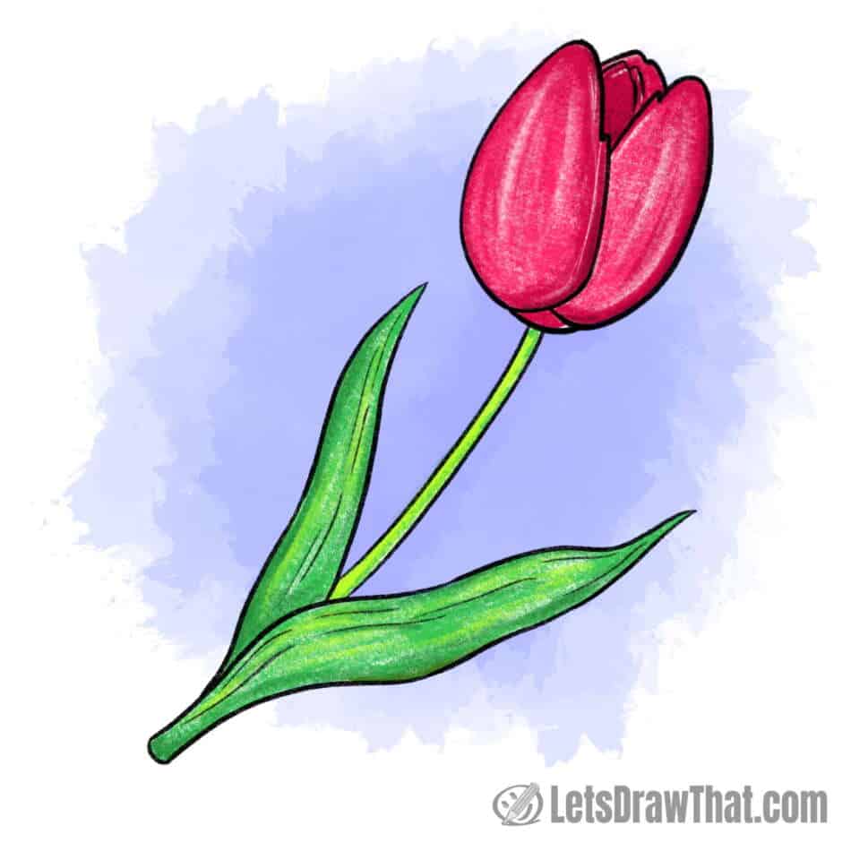 Realistic tulip drawing colored in