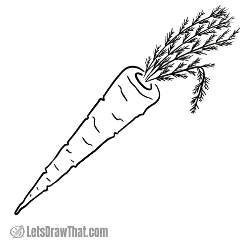 How to draw a carrot: finished outline drawing