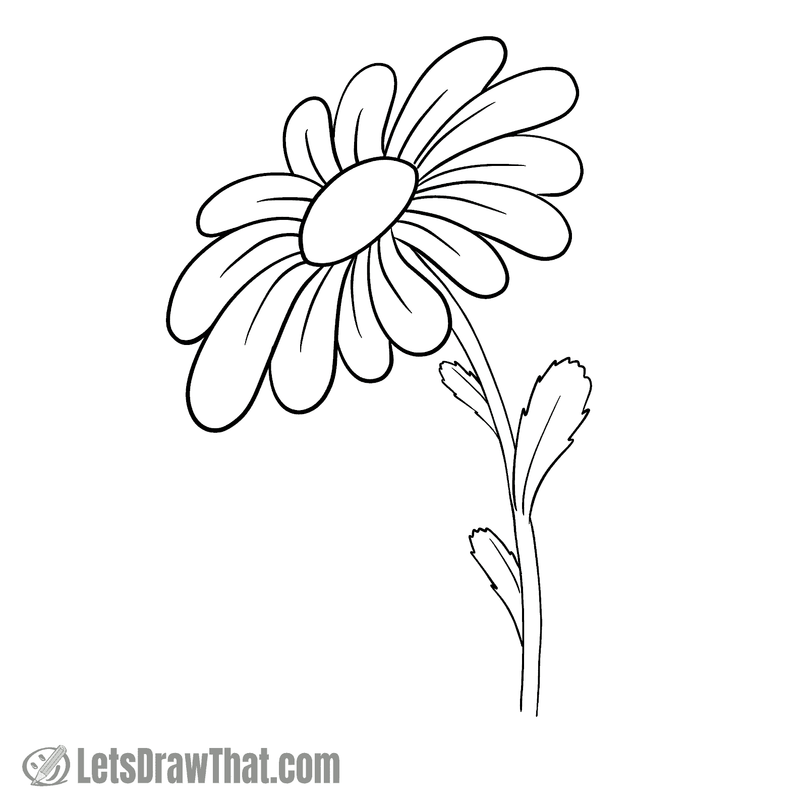 How to draw a daisy flower: finished outline drawing