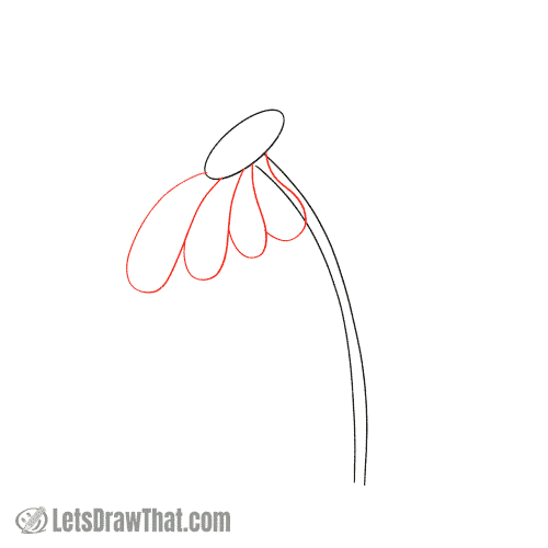 Drawing step: Draw first four daisy petals