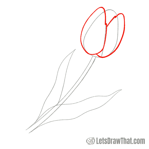 Drawing step: Draw the tulip's outer petals