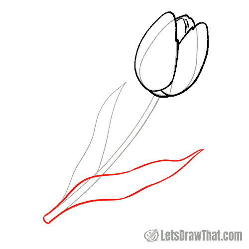 Drawing step: Draw the tulip leaf