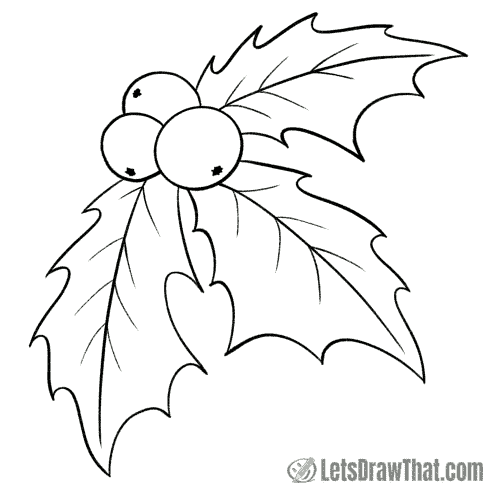 How to draw holly: finished outline drawing