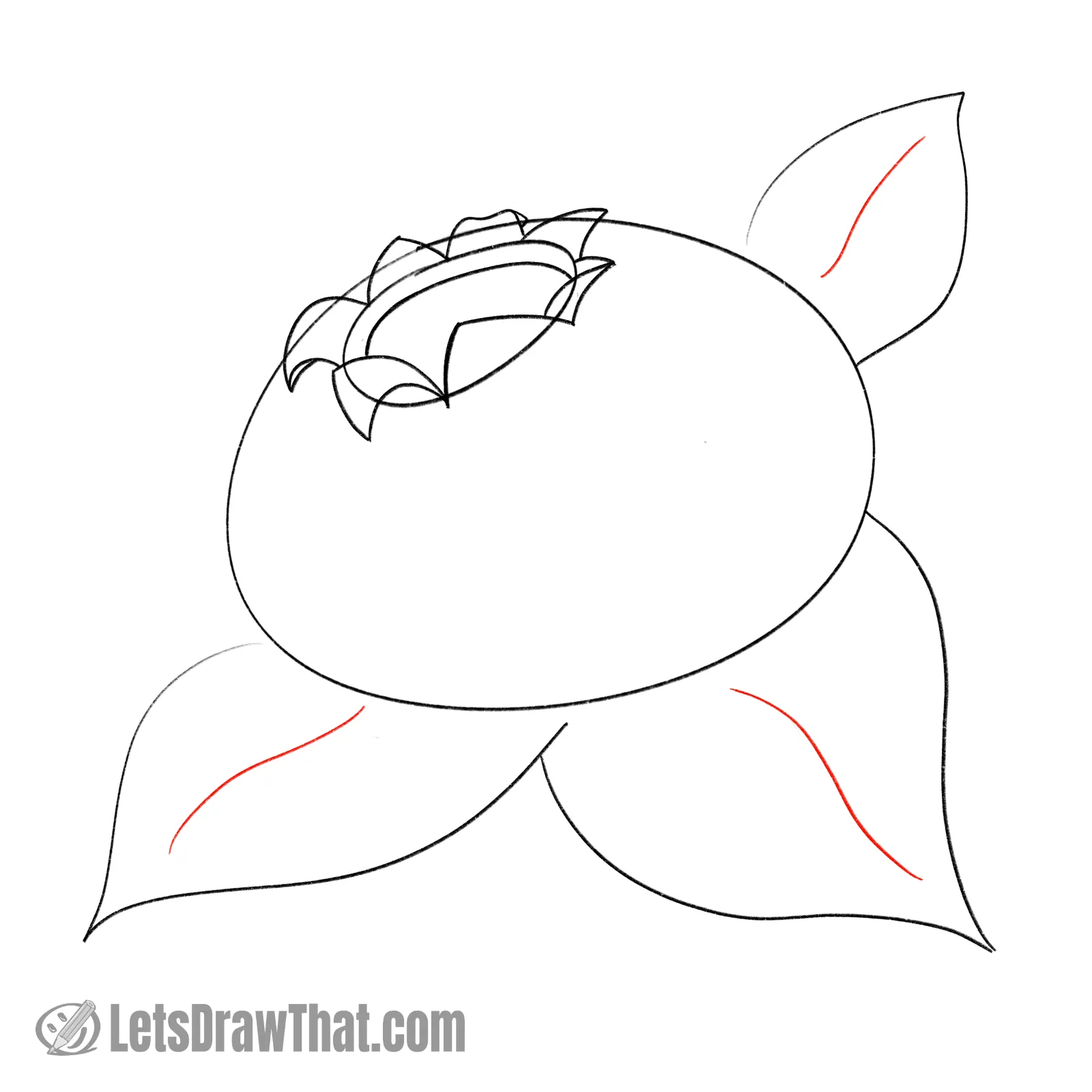 Drawing step: Draw the leaf midribs