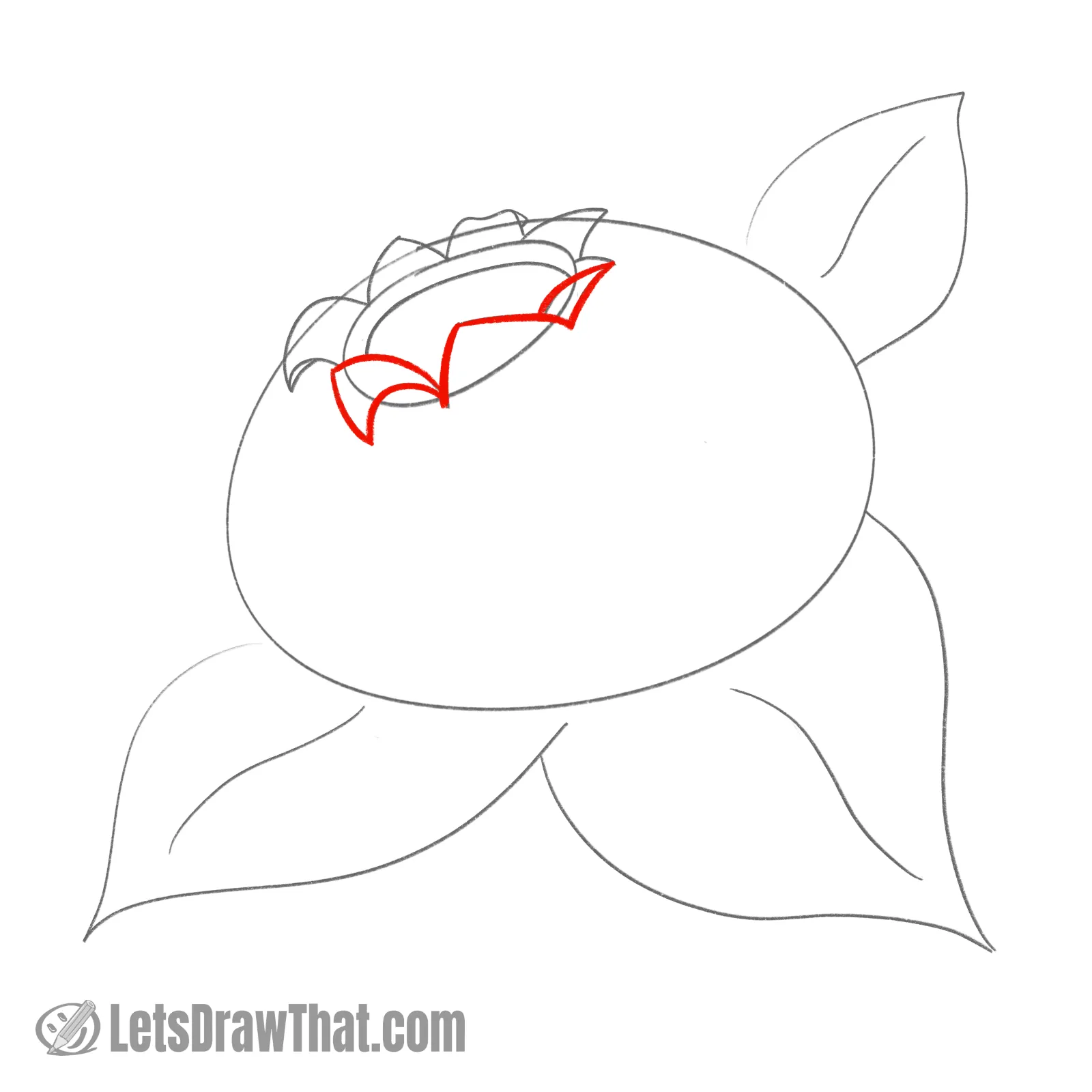 Drawing step: Draw the front sepal leaves
