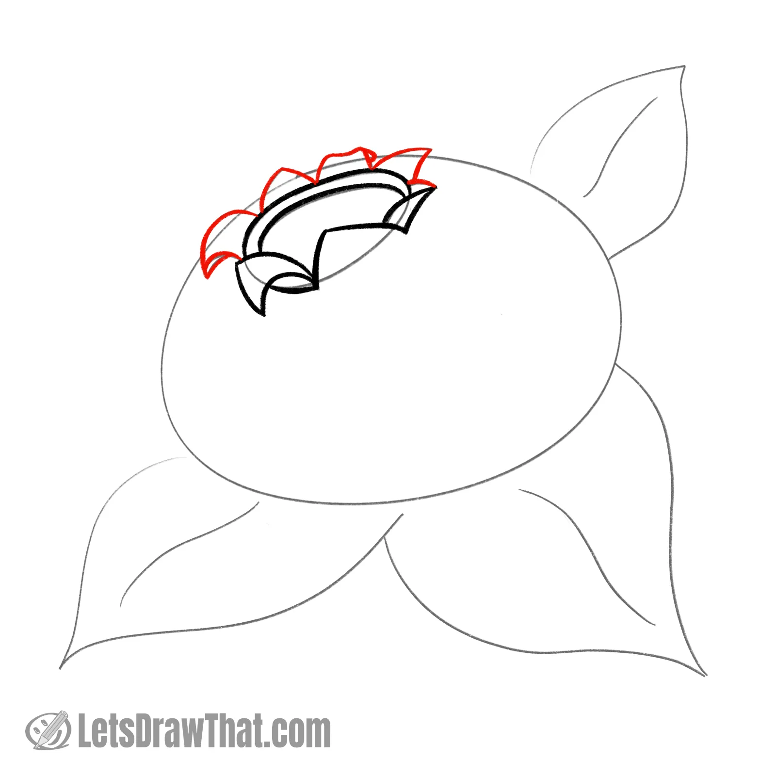 Drawing step: Draw the rear sepal leaves