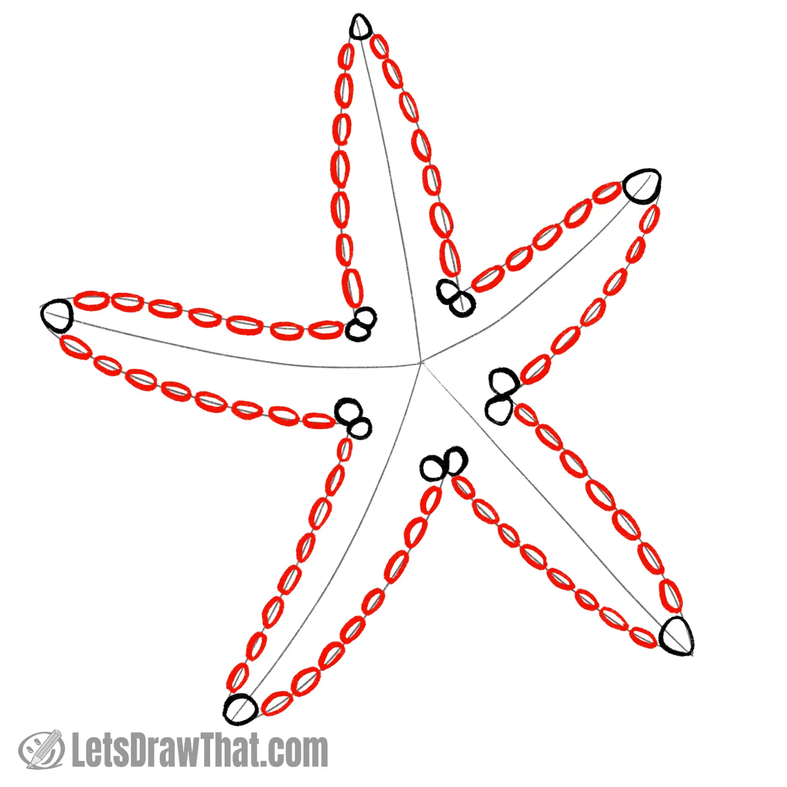 Drawing step: Draw a row of outer suction cups