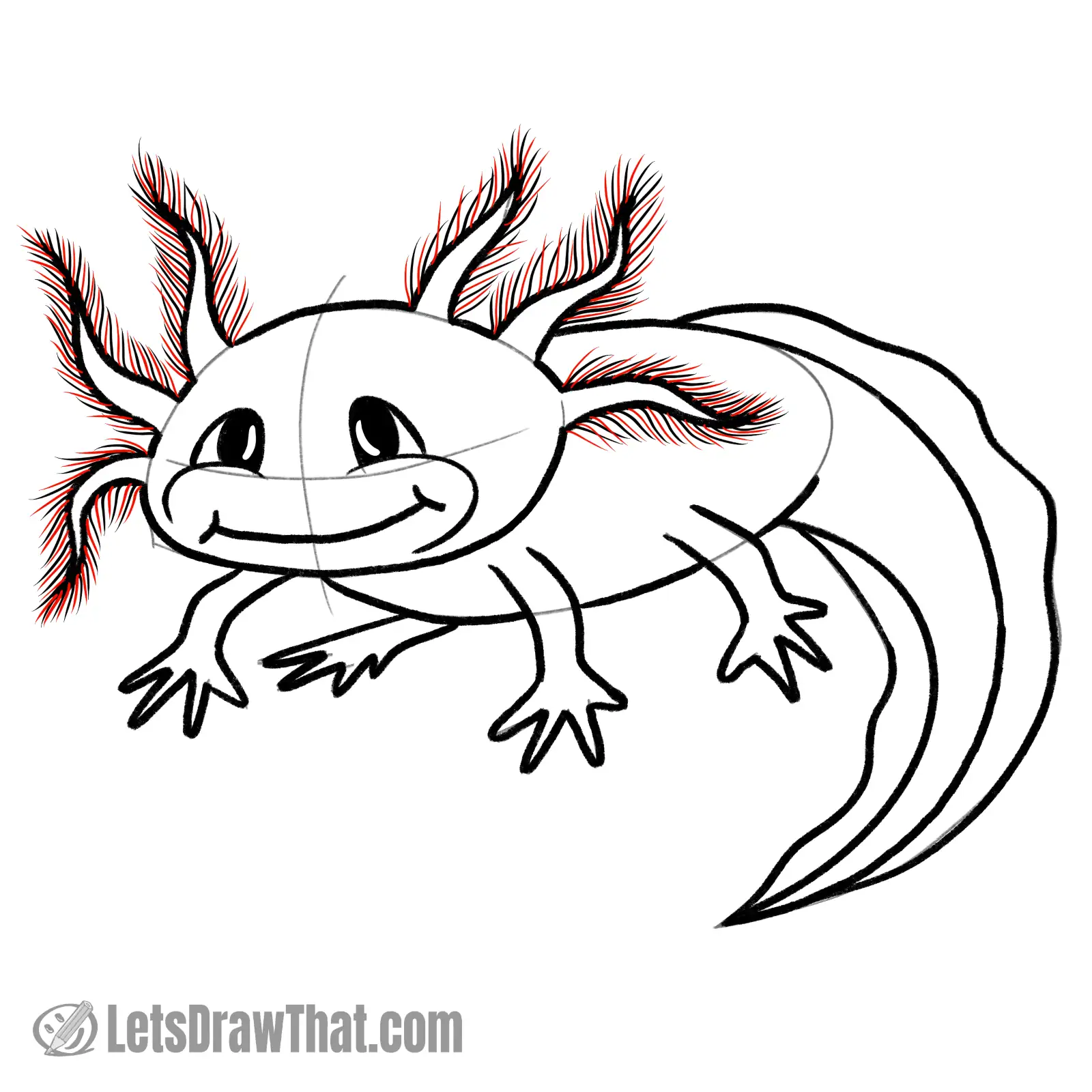 Drawing step: Draw more of the gill fimbriae...