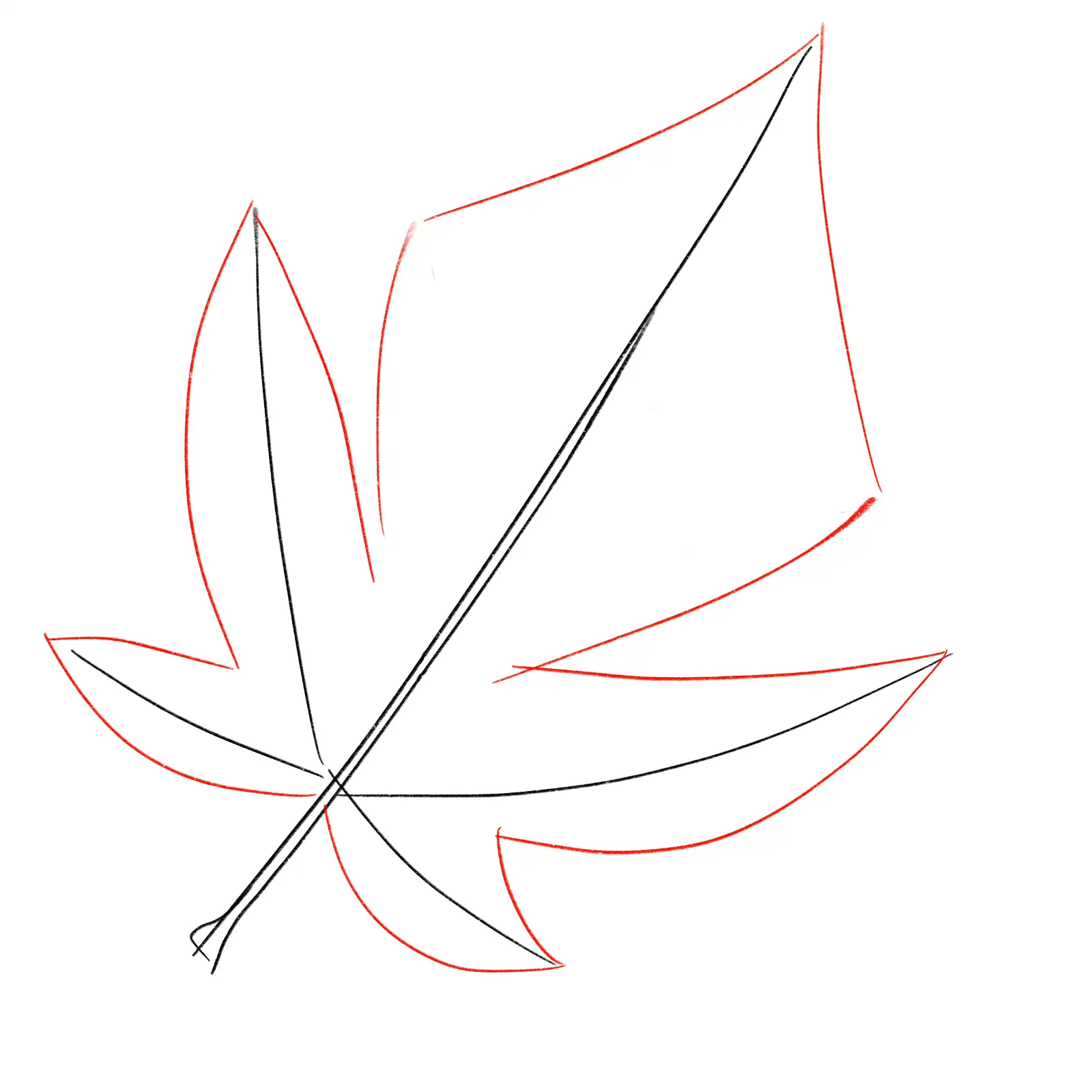 Drawing step: Sketch the leaf blade outline shape