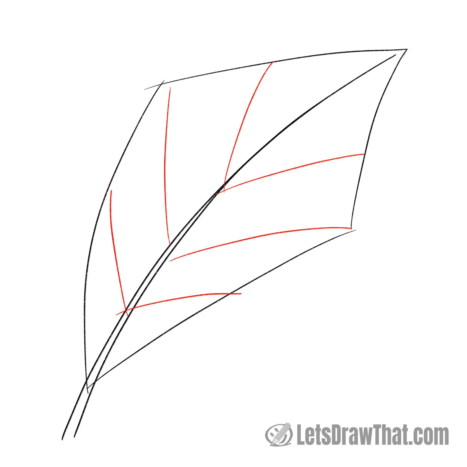 Drawing step: Draw the leaf veins